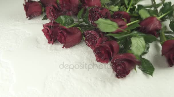 Bouquet of red roses falling on white background with water slow motion stock footage video — Stock Video