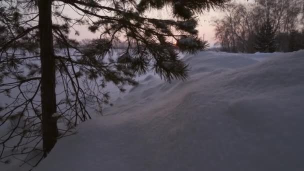 Pino cubierto de nieve en la nieve al atardecer imágenes de vídeo — Vídeos de Stock