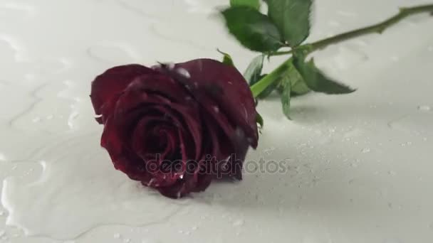 Rosa vermelha caindo no fundo branco com água câmera lenta imagens de vídeo — Vídeo de Stock