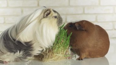 Eskiden şiling şimdi pigs doğurmak altın Amerikan tepeli ve Coronet cavy germinated yulaf stok görüntüleri video yemek