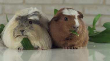 Eskiden şiling şimdi pigs altın Amerikan tepeli ve Coronet cavy yeme salatalık yavaş hareket hisse senedi görüntüleri video doğurmak