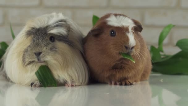 Guinea pigs breed Golden American Crested and Coronet cavy eating cucumber slow motion stock footage video — Stock Video