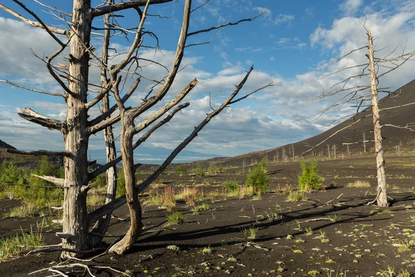 Madera muerta - consecuencia de una liberación catastrófica de cenizas durante la erupción del volcán en 1975 Tolbachik avance del norte —  Fotos de Stock