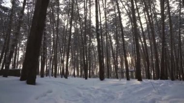 Çam ağaçları kış orman stok görüntüleri video içinde gövdeleri aracılığıyla akış güneş ışınları