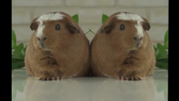 Two guinea pigs talk as announcers on television humor stock footage video — Stock Video
