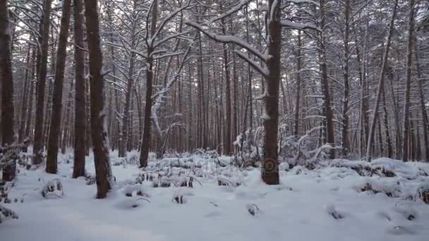 Winter dennenbos met sneeuw drijft stock footage video — Stockvideo