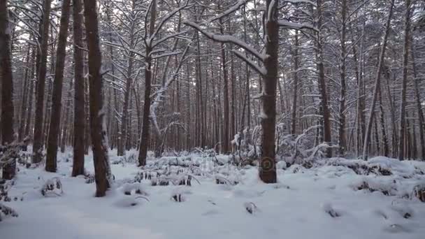 Forêt de pins d'hiver avec des dérives de neige vidéo de stock 