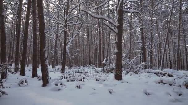 Inverno floresta de pinheiros com neve deriva imagens de vídeo — Vídeo de Stock