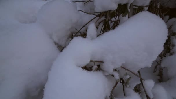 Invierno bosque de pinos con nieve deriva imágenes de archivo de vídeo — Vídeos de Stock