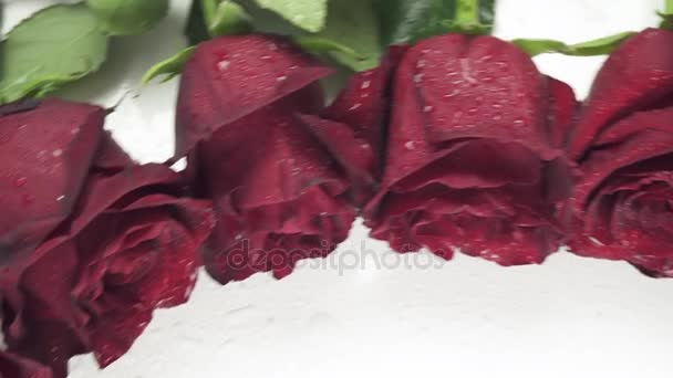 Cornice rotonda di rose rosse con goccioline d'acqua su sfondo bianco stock filmato video — Video Stock