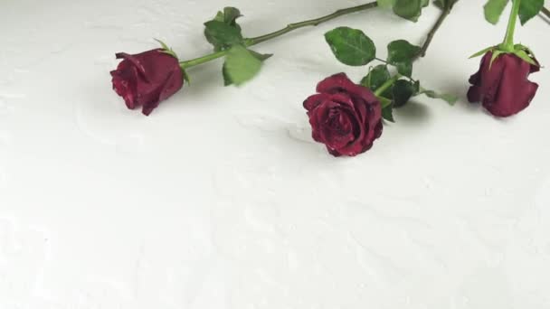 Rosas vermelhas caindo sobre fundo branco com água câmera lenta de imagens de estoque de vídeo — Vídeo de Stock