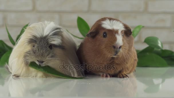 Een cavia eten van komkommer en tweede gedachte stock footage video — Stockvideo