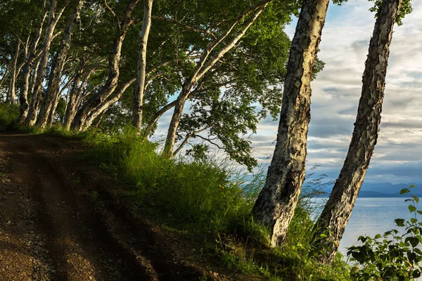 Betula ermanii en la cima de la colina Nikolskaya en la ciudad de Petropavlovsk-Kamchatsky . —  Fotos de Stock