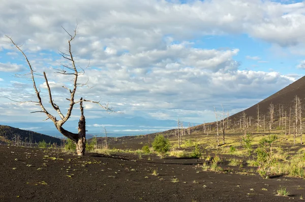 Bois mort - une conséquence d'une libération catastrophique de cendres lors de l'éruption du volcan en 1975 Tolbachik percée nord — Photo