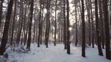 Çam ağaçları kış orman stok görüntüleri video içinde gövdeleri aracılığıyla akış güneş ışınları