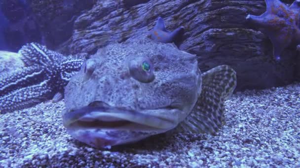 Tentacled flathead in zoutwater aquarium stock footage video — Stockvideo