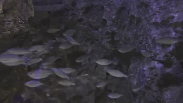 Красиво морской аквариум с серебристыми рыбками видео — стоковое видео
