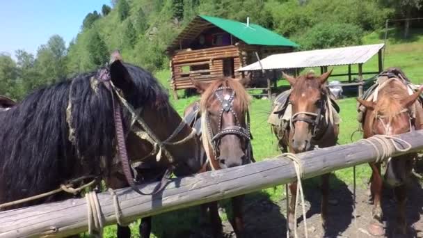 Cavalos aproveitados na coleira de câmera lenta de imagens de vídeo — Vídeo de Stock