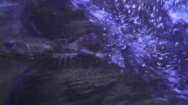 Dokunaçlı flathead tuzlu su akvaryumu stok görüntüleri video içinde