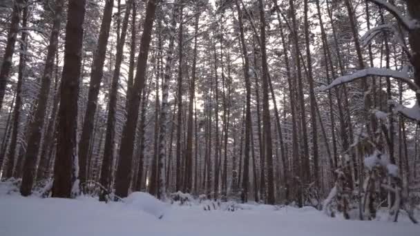 穿过美丽的冬天白雪覆盖的森林素材视频 — 图库视频影像