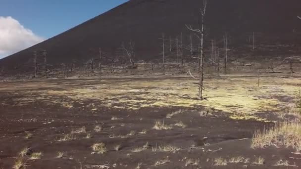 Νεκρό ξύλο - συνέπεια της καταστροφικής απελευθέρωση της τέφρας κατά την έκρηξη του ηφαιστείου το 1975 Τολμπάτσικ Βόρεια θεαματική στοκ πλάνα βίντεο — Αρχείο Βίντεο