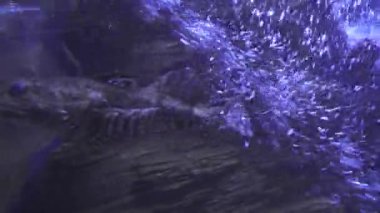 Dokunaçlı flathead tuzlu su akvaryumu stok görüntüleri video içinde