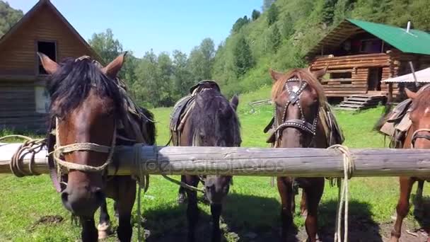 Caballos arneses con correa de cámara lenta material de archivo de vídeo — Vídeos de Stock