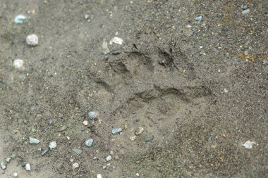 Taze ayı pençeleri Kamçatka yarımadasında topraklarında iz.