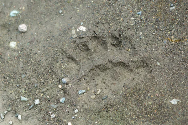 Frische Spur von Bärenpfoten auf der Halbinsel Kamtschatka. — Stockfoto