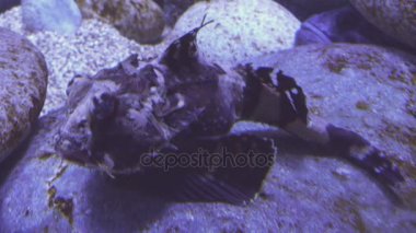 Dokunaçlı flathead tuzlu su akvaryumu stok görüntüleri video içinde