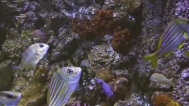 Lutjanus familyasından bir snappers stok görüntüleri video