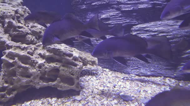 Schwarze Trommel im Salzwasseraquarium Archivmaterial Video — Stockvideo