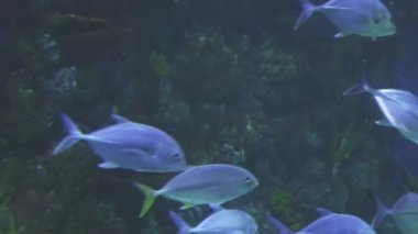 Tuzlu su akvaryumu stok görüntüleri video Thunnus