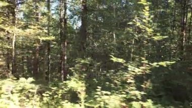 Klyuchevskoy doğa parkı stok görüntüleri video yaz geçilmez Tayga
