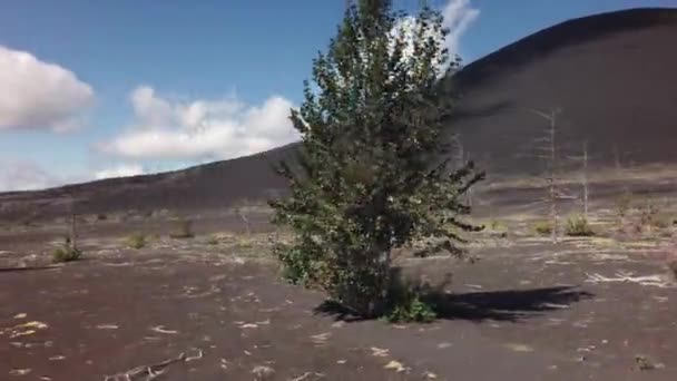 Madera muerta - consecuencia de la liberación catastrófica de cenizas durante la erupción del volcán en 1975 Tolbachik video de imágenes de avance norte — Vídeo de stock