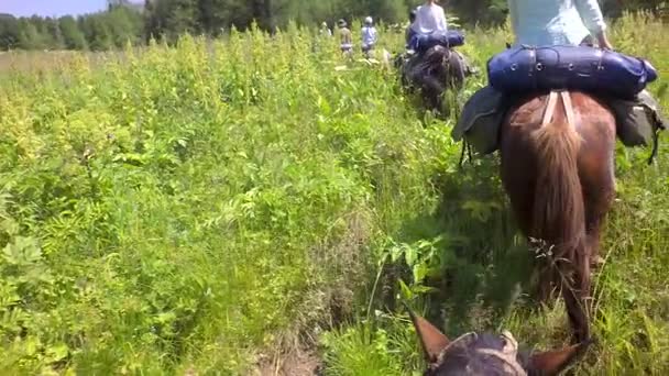 Journey on horseback through the summer forest in Altai Mountains slow motion stock footage video — Stock Video