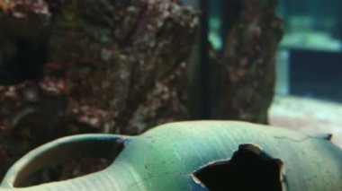 Güzel dekore edilmiş tatlı su akvaryum stok görüntüleri video Monodactylidae