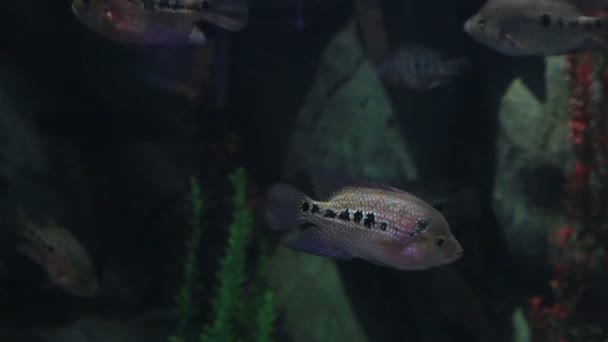 Copadichromis ilesi en material de archivo de acuario marino bellamente decorado video — Vídeos de Stock