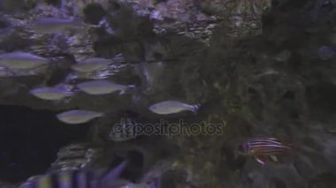 Güzel Deniz Akvaryumu ile gümüş balık stok görüntüleri video