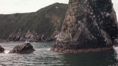 Starichkov ada özel koruma su kuşları kolonileri stok görüntüleri video ile doğal alanı