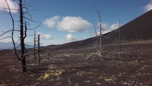 Madera muerta - consecuencia de la liberación catastrófica de cenizas durante la erupción del volcán en 1975 Tolbachik video de imágenes de avance norte — Vídeo de stock