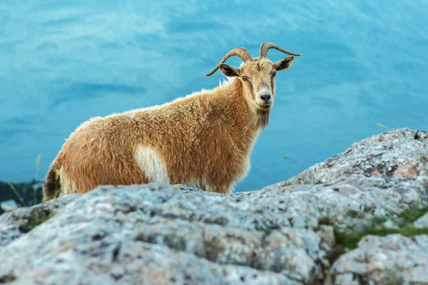 Female mountain goat on the top of mountain Ilyas Kaya in Crimea — Stock Photo, Image