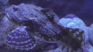 Dokunaçlı flathead tuzlu su akvaryumu stok görüntüleri video içinde