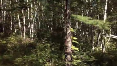 Klyuchevskoy doğa parkı stok görüntüleri video yaz geçilmez Tayga