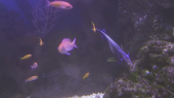 Vackert Marine Aquarium med färgglada fiskar arkivfilmer video — Stockvideo