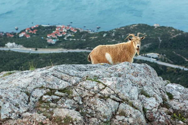 Ženské horská koza na vrcholu hory Ilyas Kaya v Krymu — Stock fotografie