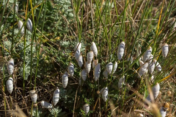緑の芝生に白い貝殻とカタツムリの散乱 — ストック写真