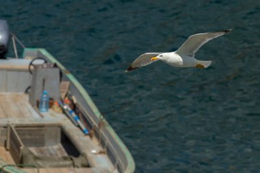 Martı Karadeniz Kırım sahil uçar.