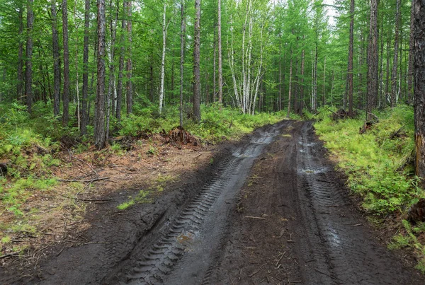 Camino al Parque Natural de Klyuchevskoy. Península de Kamchatka . — Foto de Stock