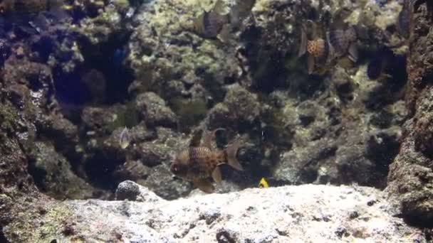 Gyönyörűen díszített tengeri akvárium stock footage videóinak — Stock videók